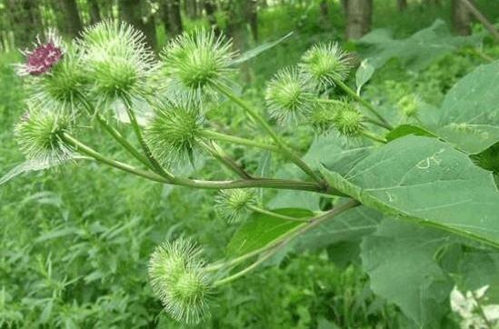 这种野草常年生长在深山里 据说它有抗癌的功效 你知道吗