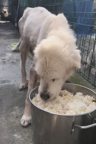 狗狗被人利用博取利益,吃不饱饭,一身皮肤病没人治!