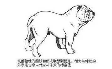 图文详细介绍官方标准的英国斗牛犬 腾讯网