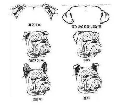 图文详细介绍官方标准的英国斗牛犬 腾讯网