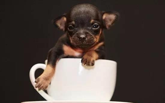 茶杯犬又称茶杯贵宾犬,口袋犬,起源于19世纪的美国