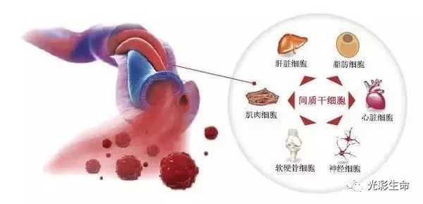 光彩生命—臍帶間充質幹細胞研究與應用