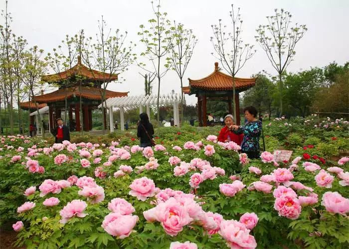 牡丹,牡丹花,鄭州植物園,國色天香,中國國花園,王城公園