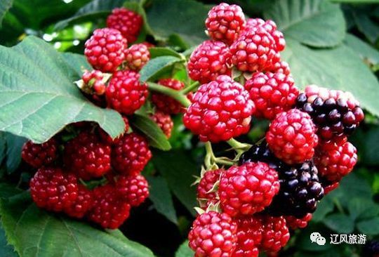 法库县都有哪些旅游景区和特色食品?你了解几