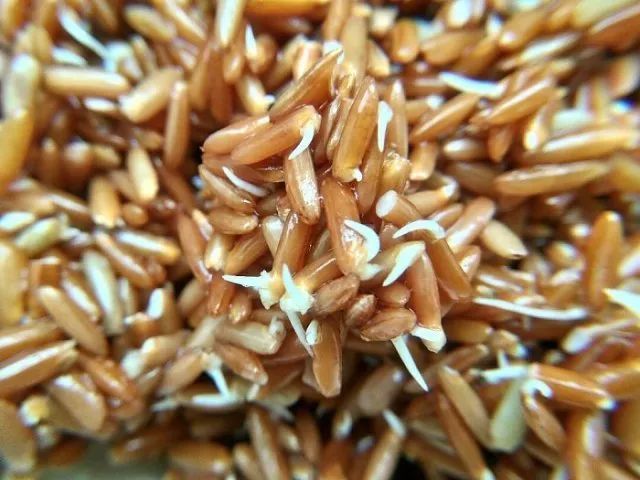 五色发芽糙米经典食用方法之-粑粑