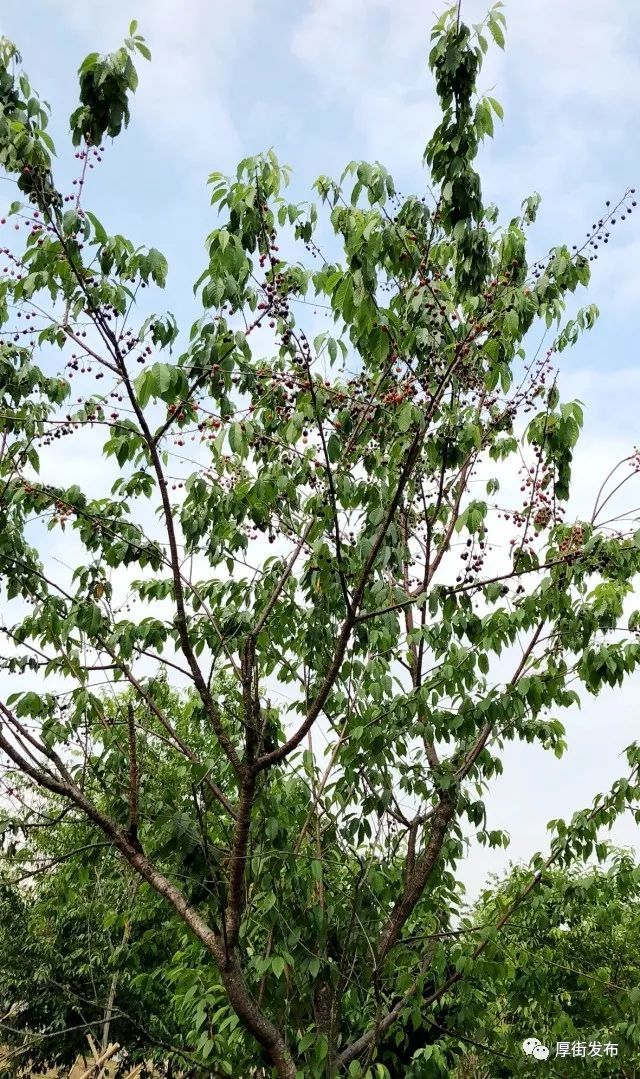 厚街文化公园樱树结大片"樱花果",吸引市民围观拍照