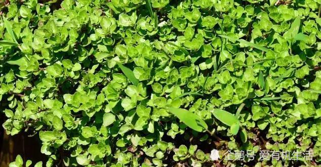 这个野菜长得像豆苗 入口一股清香 清香可口 常用来做食用香料