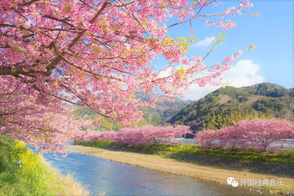 日本古筝弹奏樱花东方的韵味