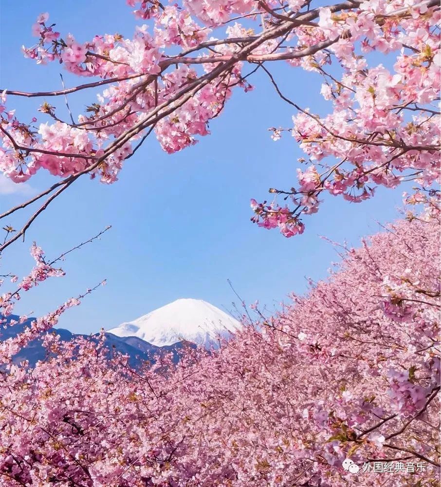 日本古箏彈奏櫻花東方的韻味