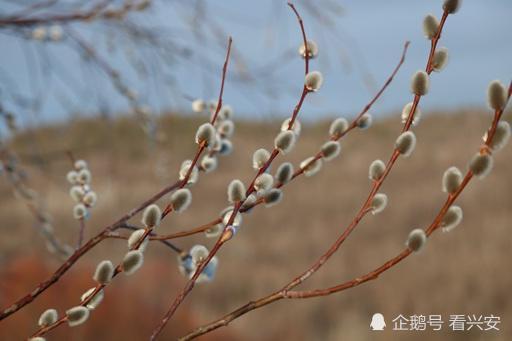 春到兴安岭 沿河柳花开