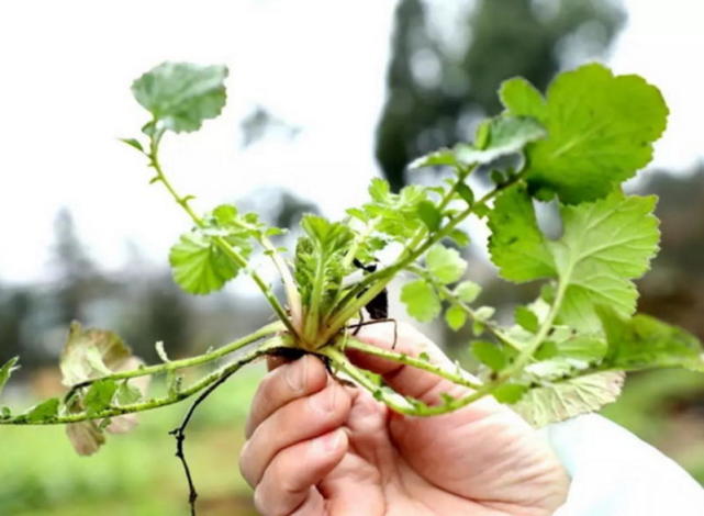 这种野菜是不仅是苗药 还是十分好吃的食物