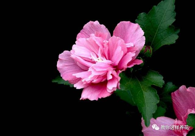 芙蓉 扶桑和木槿 很多人搞错 看看就明白了 木芙蓉花 朱槿 木槿花