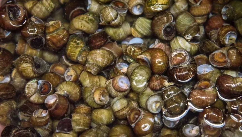 螺的样貌,锥形或倒金字塔形,一螺一螺盘旋而上.