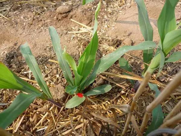 玉米心叶卷成"牛尾巴","凶手"原来是它!有啥防治办法?