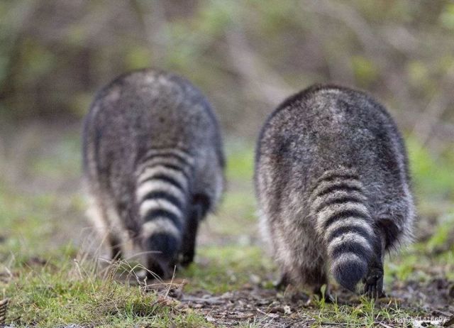 狐狸犯贱猛闻狸猫屁股,撩完就跑还没挨打真刺激