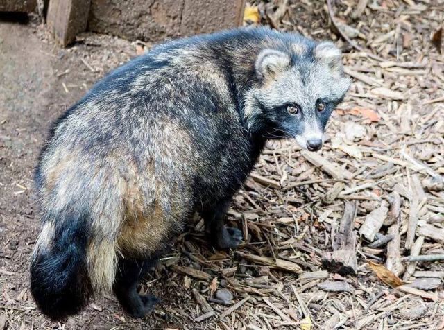 狐狸犯贱猛闻狸猫屁股,撩完就跑还没挨打真刺激