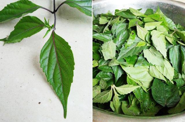 农村这种树叶,被称为"神仙叶",既能降火又能做豆腐,你吃过吗