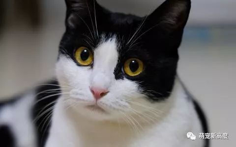 黑白猫咪为什么全都是 背上黑 下面白 原来大有来头 猫咪