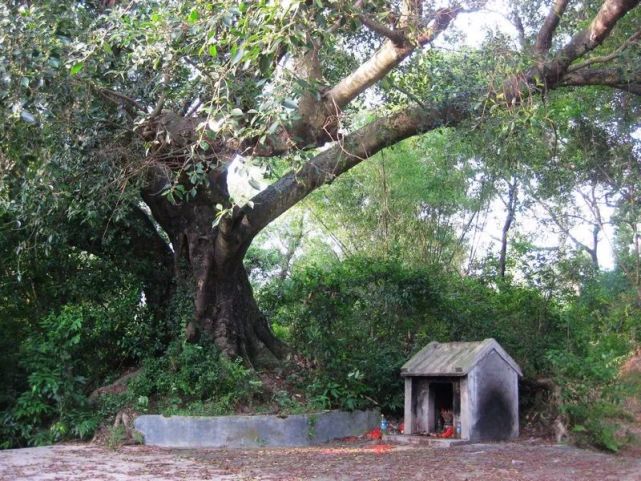 潮汕人常说的"伯公树",到底是什么?