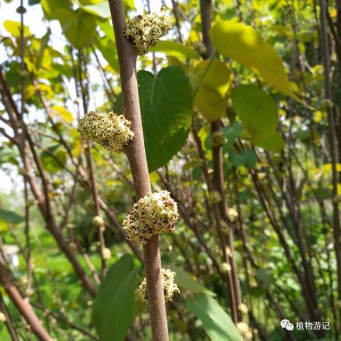 山麻杆 植物可提取自由基清除剂 腾讯网