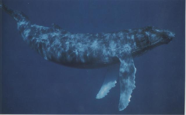 座头鲸:我就是喜欢看虎鲸看不惯我还打不过我