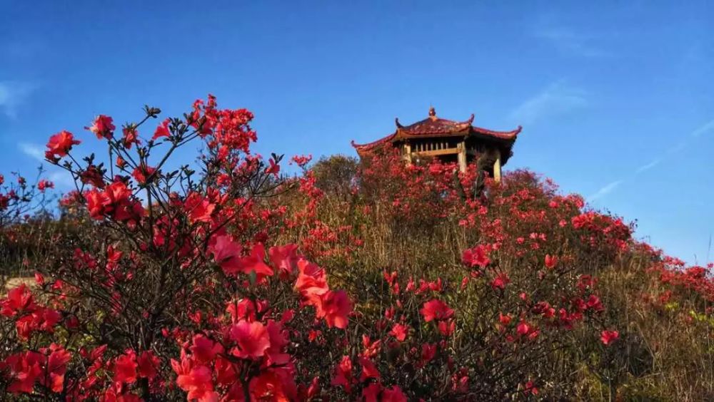 杜鵑花海春風十里走進朋口金龍山連城這些地方卻火火火起來了四月芳菲