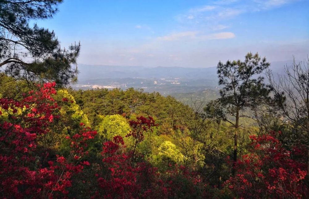 杜鵑花海春風十里走進朋口金龍山連城這些地方卻火火火起來了四月芳菲