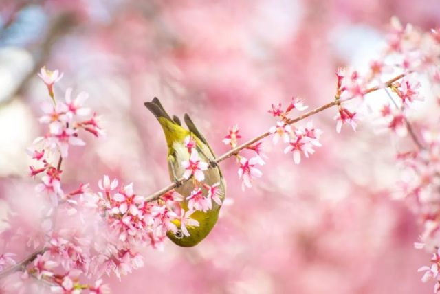 花事阑珊 惆怅春归留不得