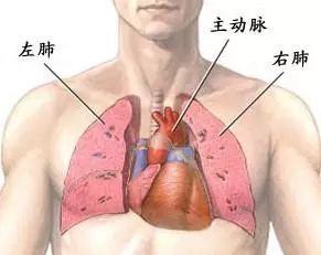 人体图肺位置示意图图片