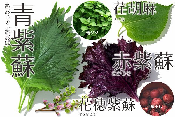 时光荏苒了那么多年 你却不知道荏苒居然可以吃 腾讯网