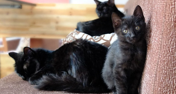 孟买猫的特点 养孟买猫的注意事项你都知道吗