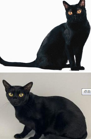 孟买猫的特点 养孟买猫的注意事项你都知道吗
