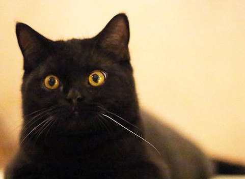 孟买猫的特点 养孟买猫的注意事项你都知道吗