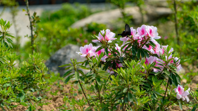 索尼6300配18-105镜头带B+W偏振镜的拍摄效