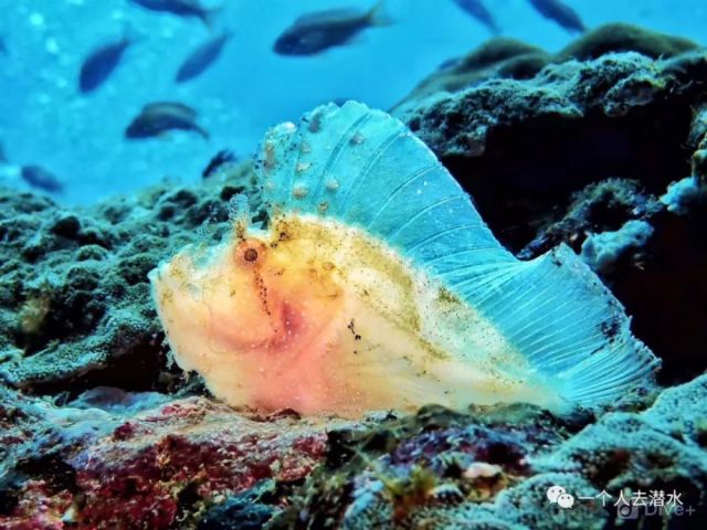 在sabang wreck附近的沙地找到的.模样儿比叶子鱼更象叶子,尤