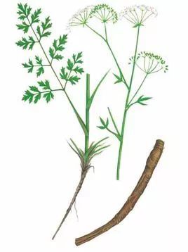 79【药用】本品为伞形科防风植物的根.