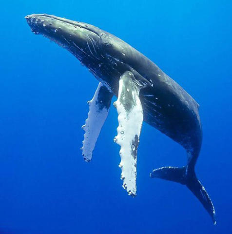 座头鲸:我就是喜欢看虎鲸看不惯我还打不过我