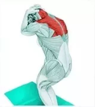 侧三角肌 站姿辅助曲颈伸展 拉伸部位:斜方肌 拉伸部位:背阔肌 拉伸