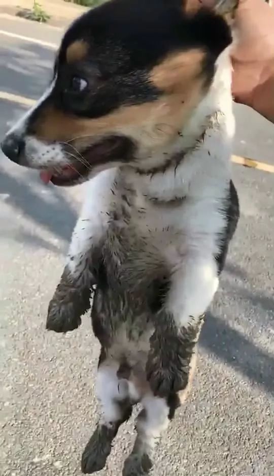 老远就看到有人提溜着一条狗,还以为是虐狗,看到这条泥巴柯基秒懂了