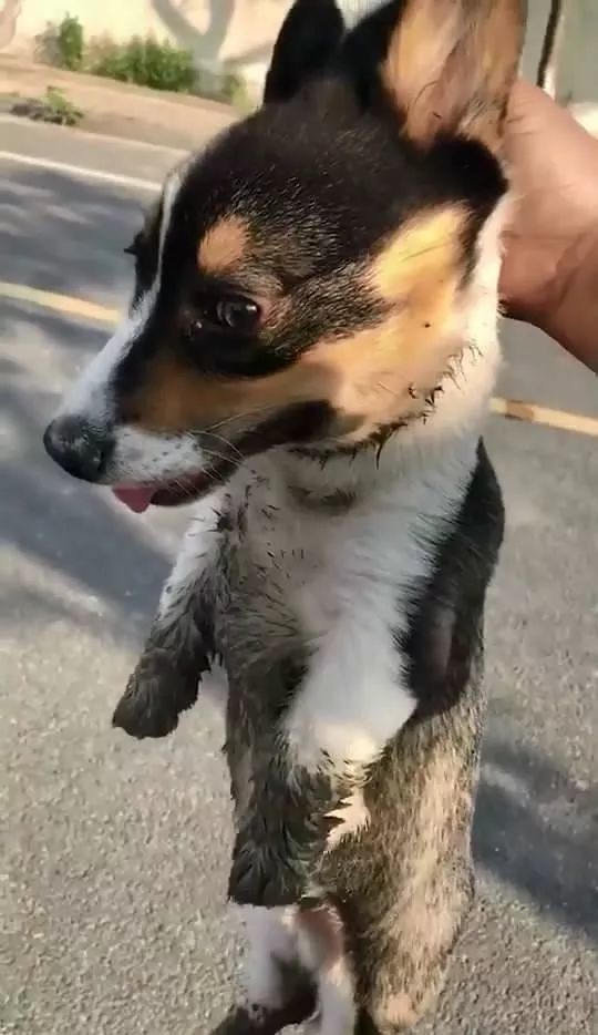 老远就看到有人提溜着一条狗,还以为是虐狗,看到这条泥巴柯基秒懂了