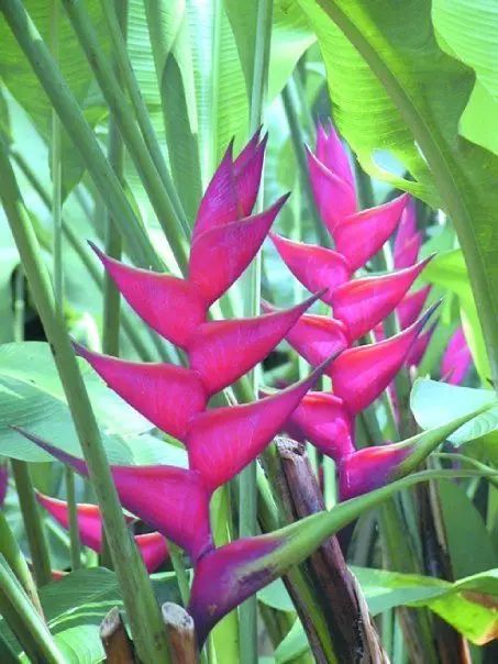 蝎尾蕉花娇艳盛开