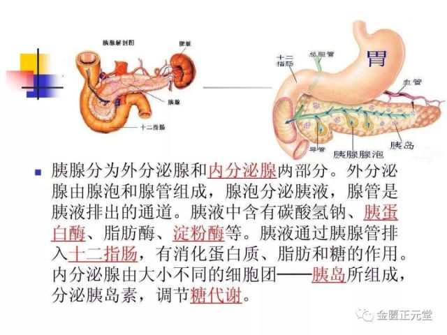 胰岛素是机体内唯一降低血糖的激素,也是唯一