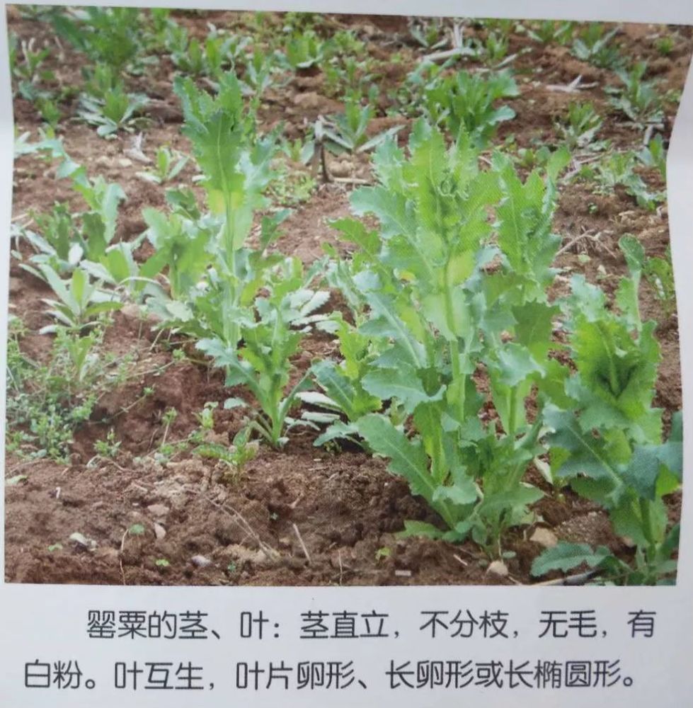 会宁关于禁止非法种植罂粟等毒品原植物的通告