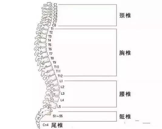 如果我們的上頸椎有問題,頸椎錯位會引起椎動脈壓迫,導致腦部供血不足