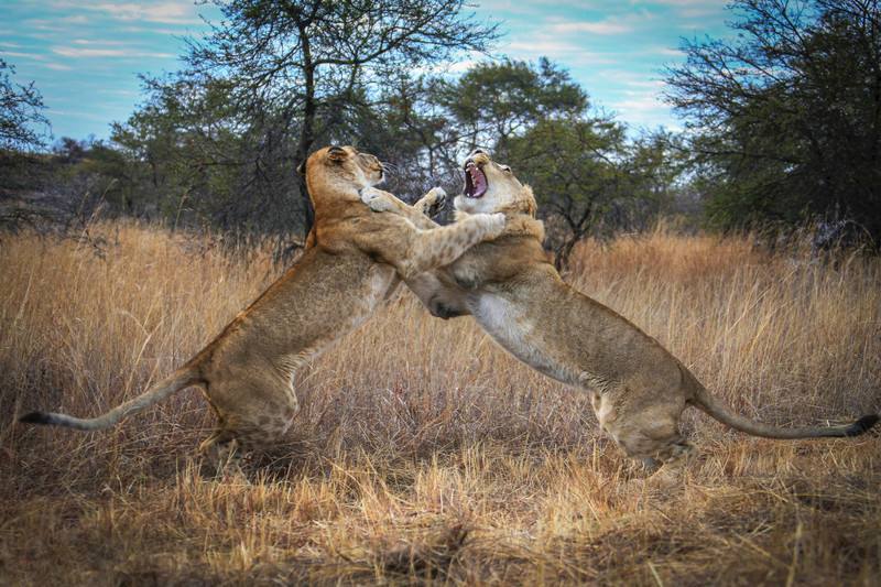 真正的善良应该是具有兽性而不是所谓的人性