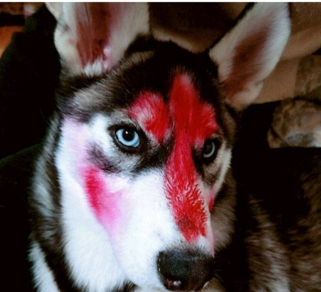 哈士奇被小主人玩坏,妆容从眉间画到鼻头,小眼神惹人爆笑