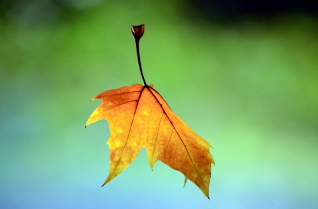 夜雨丨赖扬明:留恋最后一片叶子