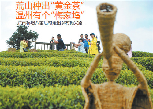 <b>荒山中出“黄金茶” 看苍南桥墩八亩后村如何走上乡村振兴之路</b>