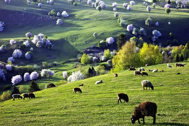 新疆的春天这是你期待的模样