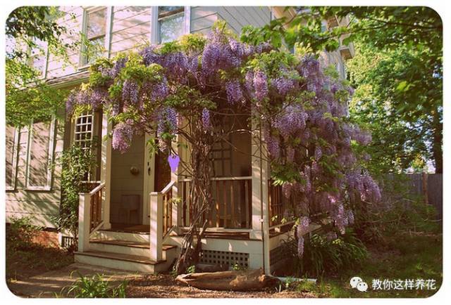 145岁的紫藤树 被称为全世界最美的树 你被迷倒了吗 腾讯新闻